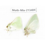 Moths sp. China, Yunnan, Dali, S of Mt.Cangshan. 2Pcs. Moth-Mix-213484.