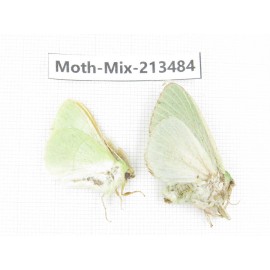 Moths sp. China, Yunnan, Dali, S of Mt.Cangshan. 2Pcs. Moth-Mix-213484.