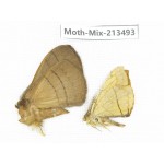 Moths sp. China, Yunnan, Dali, S of Mt.Cangshan. 2Pcs. Moth-Mix-213493.