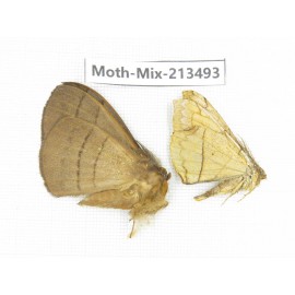 Moths sp. China, Yunnan, Dali, S of Mt.Cangshan. 2Pcs. Moth-Mix-213493.
