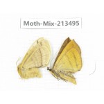 Moths sp. China, Yunnan, Dali, S of Mt.Cangshan. 2Pcs. Moth-Mix-213495.