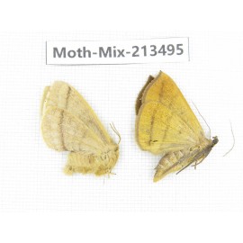 Moths sp. China, Yunnan, Dali, S of Mt.Cangshan. 2Pcs. Moth-Mix-213495.
