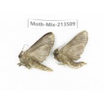 Moths sp. China, Yunnan, Dali, S of Mt.Cangshan. 2Pcs. Moth-Mix-213509.