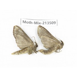 Moths sp. China, Yunnan, Dali, S of Mt.Cangshan. 2Pcs. Moth-Mix-213509.