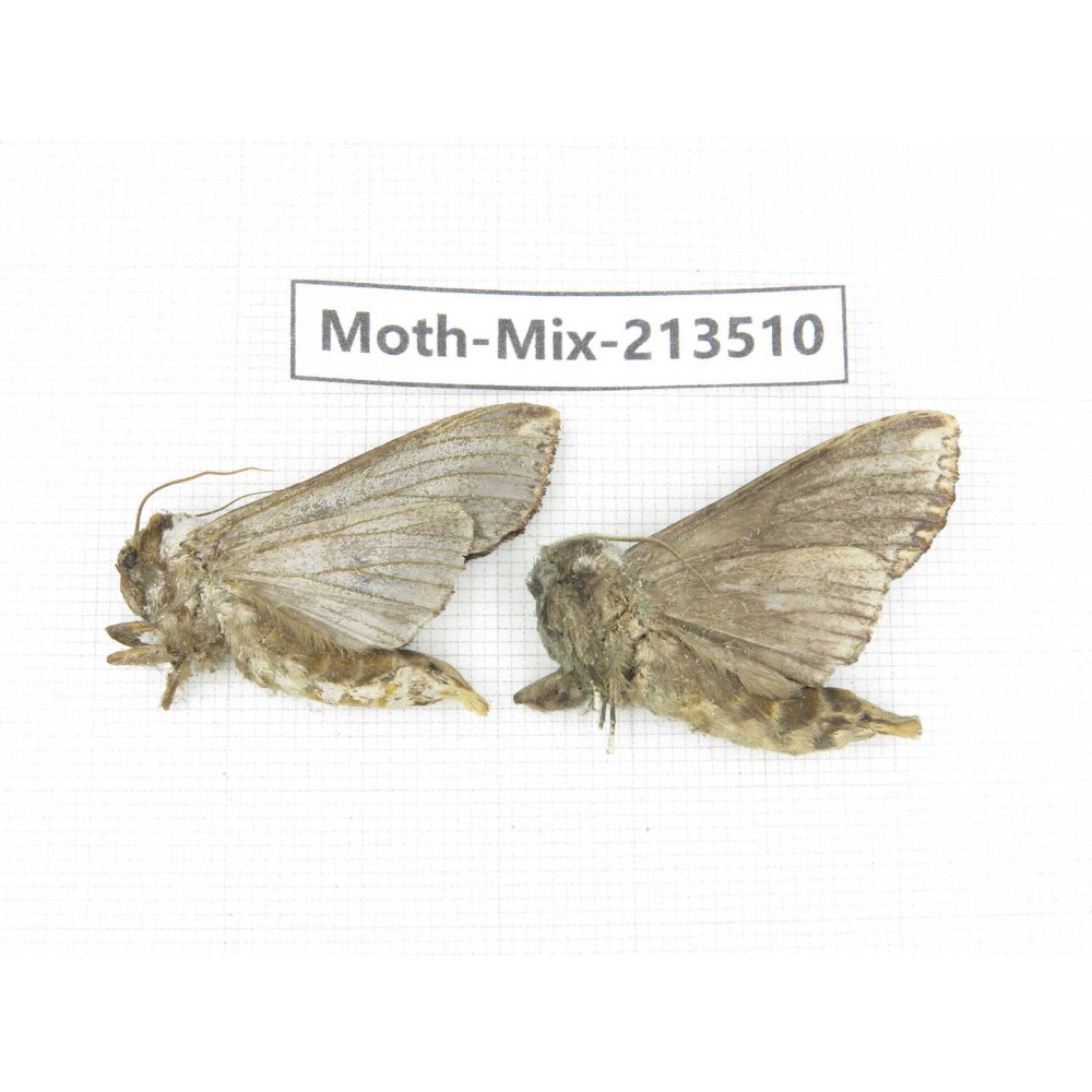 Moths sp. China, Yunnan, Dali, S of Mt.Cangshan. 2Pcs. Moth-Mix-213510.
