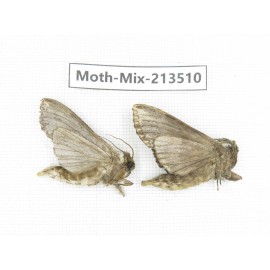 Moths sp. China, Yunnan, Dali, S of Mt.Cangshan. 2Pcs. Moth-Mix-213510.