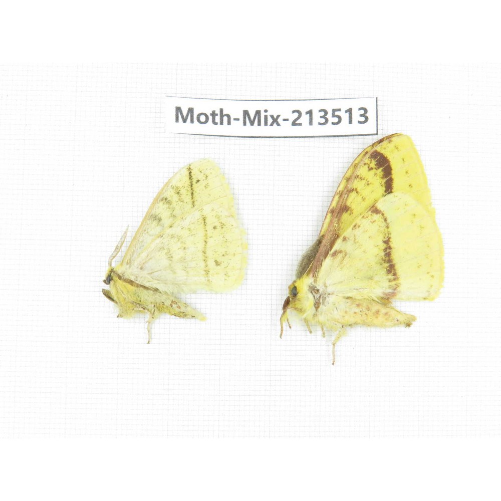 Moths sp. China, Yunnan, Dali, S of Mt.Cangshan. 2Pcs. Moth-Mix-213513.