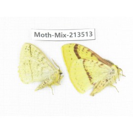 Moths sp. China, Yunnan, Dali, S of Mt.Cangshan. 2Pcs. Moth-Mix-213513.