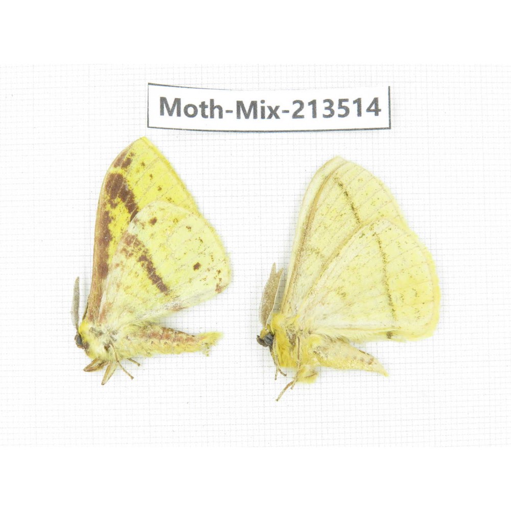 Moths sp. China, Yunnan, Dali, S of Mt.Cangshan. 2Pcs. Moth-Mix-213514.