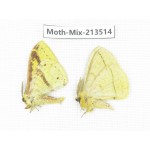 Moths sp. China, Yunnan, Dali, S of Mt.Cangshan. 2Pcs. Moth-Mix-213514.