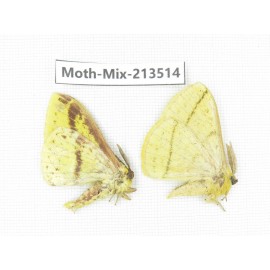 Moths sp. China, Yunnan, Dali, S of Mt.Cangshan. 2Pcs. Moth-Mix-213514.