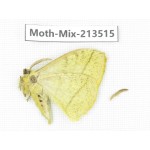 Moths sp. China, Yunnan, Dali, S of Mt.Cangshan. 1Pcs. Moth-Mix-213515.