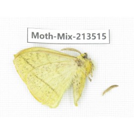 Moths sp. China, Yunnan, Dali, S of Mt.Cangshan. 1Pcs. Moth-Mix-213515.