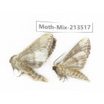 Moths sp. China, Yunnan, Dali, S of Mt.Cangshan. 2Pcs. Moth-Mix-213517.