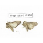 Moths sp. China, Yunnan, Dali, S of Mt.Cangshan. 2Pcs. Moth-Mix-213518.