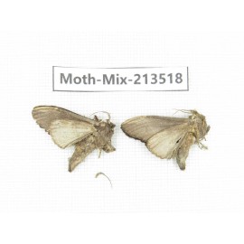 Moths sp. China, Yunnan, Dali, S of Mt.Cangshan. 2Pcs. Moth-Mix-213518.