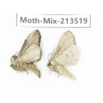Moths sp. China, Yunnan, Dali, S of Mt.Cangshan. 2Pcs. Moth-Mix-213519.