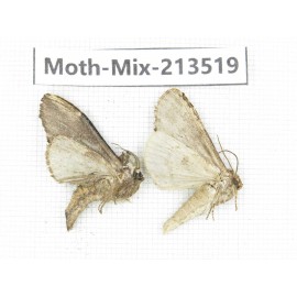 Moths sp. China, Yunnan, Dali, S of Mt.Cangshan. 2Pcs. Moth-Mix-213519.