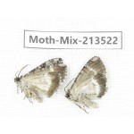 Moths sp. China, Yunnan, Dali, S of Mt.Cangshan. 2Pcs. Moth-Mix-213522.