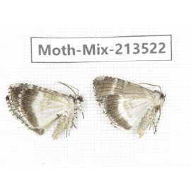 Moths sp. China, Yunnan, Dali, S of Mt.Cangshan. 2Pcs. Moth-Mix-213522.