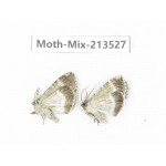 Moths sp. China, Yunnan, Dali, S of Mt.Cangshan. 2Pcs. Moth-Mix-213527.