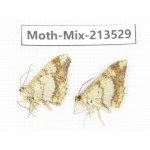 Moths sp. China, Yunnan, Dali, S of Mt.Cangshan. 2Pcs. Moth-Mix-213529.