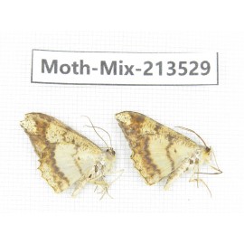 Moths sp. China, Yunnan, Dali, S of Mt.Cangshan. 2Pcs. Moth-Mix-213529.