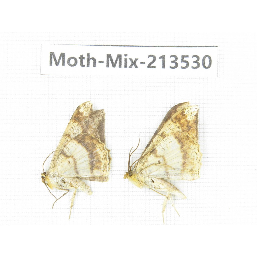 Moths sp. China, Yunnan, Dali, S of Mt.Cangshan. 2Pcs. Moth-Mix-213530.