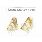 Moths sp. China, Yunnan, Dali, S of Mt.Cangshan. 2Pcs. Moth-Mix-213530.