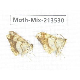 Moths sp. China, Yunnan, Dali, S of Mt.Cangshan. 2Pcs. Moth-Mix-213530.
