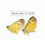 Moths sp. China, Yunnan, Dali, S of Mt.Cangshan. 2Pcs. Moth-Mix-213538.