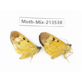 Moths sp. China, Yunnan, Dali, S of Mt.Cangshan. 2Pcs. Moth-Mix-213538.