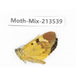 Moths sp. China, Yunnan, Dali, S of Mt.Cangshan. 1Pcs. Moth-Mix-213539.