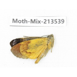 Moths sp. China, Yunnan, Dali, S of Mt.Cangshan. 1Pcs. Moth-Mix-213539.