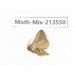 Moths sp. China, Yunnan, Dali, S of Mt.Cangshan. 1Pcs. Moth-Mix-213550.