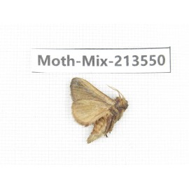 Moths sp. China, Yunnan, Dali, S of Mt.Cangshan. 1Pcs. Moth-Mix-213550.