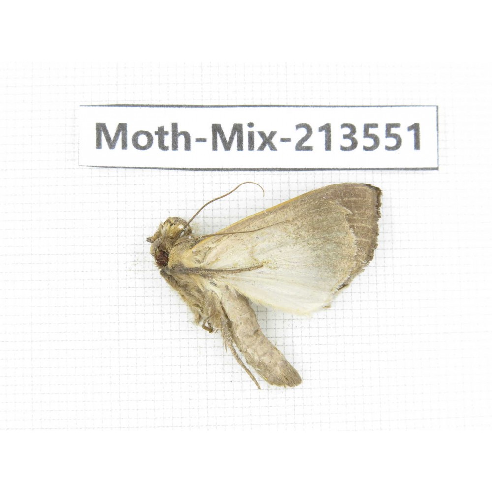 Moths sp. China, Yunnan, Dali, S of Mt.Cangshan. 1Pcs. Moth-Mix-213551.
