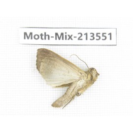 Moths sp. China, Yunnan, Dali, S of Mt.Cangshan. 1Pcs. Moth-Mix-213551.