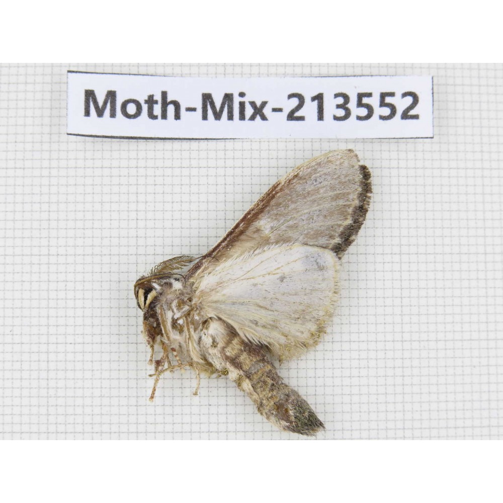 Moths sp. China, Yunnan, Dali, S of Mt.Cangshan. 1Pcs. Moth-Mix-213552.