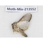 Moths sp. China, Yunnan, Dali, S of Mt.Cangshan. 1Pcs. Moth-Mix-213552.