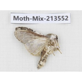 Moths sp. China, Yunnan, Dali, S of Mt.Cangshan. 1Pcs. Moth-Mix-213552.