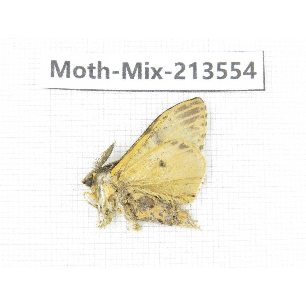 Moths sp. China, Yunnan, Dali, S of Mt.Cangshan. 1Pcs. Moth-Mix-213554.