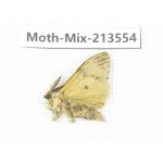 Moths sp. China, Yunnan, Dali, S of Mt.Cangshan. 1Pcs. Moth-Mix-213554.