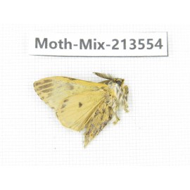 Moths sp. China, Yunnan, Dali, S of Mt.Cangshan. 1Pcs. Moth-Mix-213554.