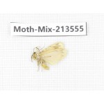 Moths sp. China, Yunnan, Dali, S of Mt.Cangshan. 1Pcs. Moth-Mix-213555.