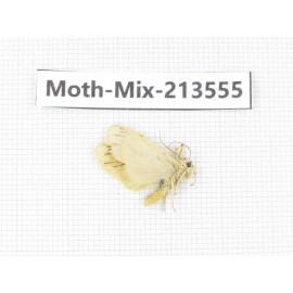 Moths sp. China, Yunnan, Dali, S of Mt.Cangshan. 1Pcs. Moth-Mix-213555.