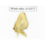 Moths sp. China, Yunnan, Dali, S of Mt.Cangshan. 1Pcs. Moth-Mix-213577.