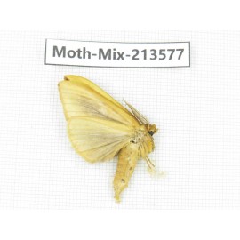Moths sp. China, Yunnan, Dali, S of Mt.Cangshan. 1Pcs. Moth-Mix-213577.