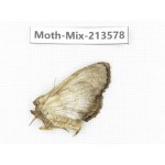 Moths sp. China, Yunnan, Dali, S of Mt.Cangshan. 1Pcs. Moth-Mix-213578.