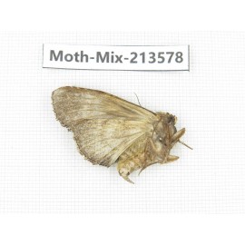 Moths sp. China, Yunnan, Dali, S of Mt.Cangshan. 1Pcs. Moth-Mix-213578.